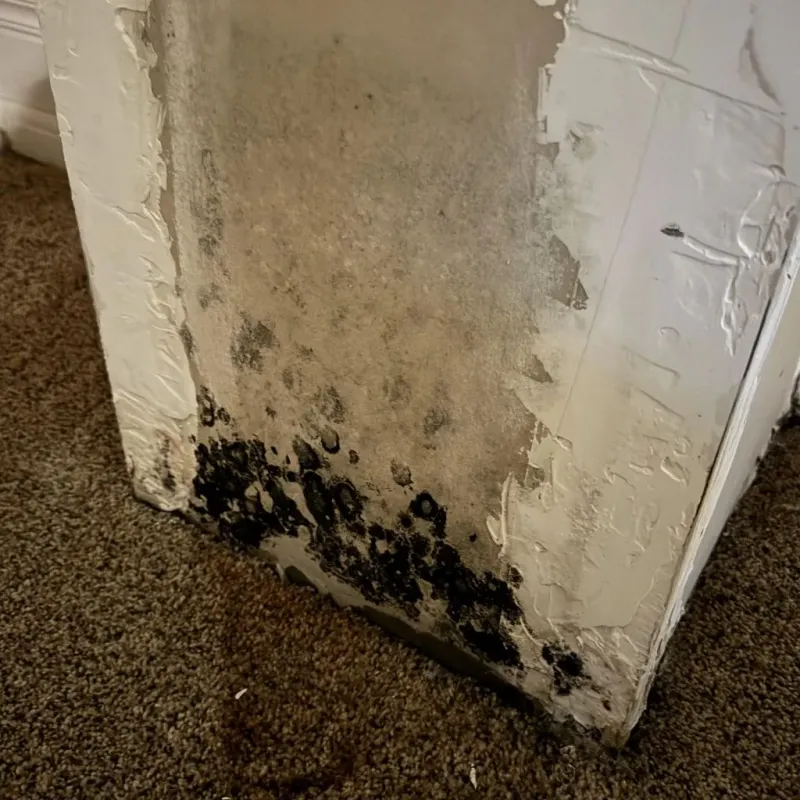 Professional Mold Removal in Hudson, CO